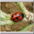 Coccinella 11-punctata - 11-punkt-Marienkaefer 01.jpg